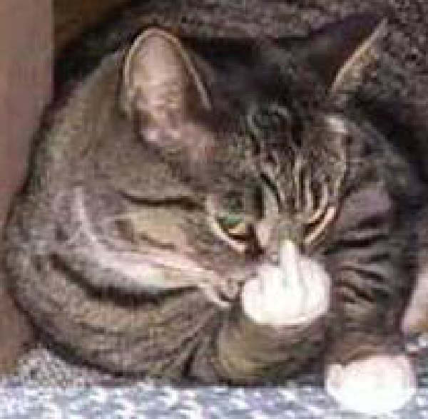 chat poly-humourenvrac